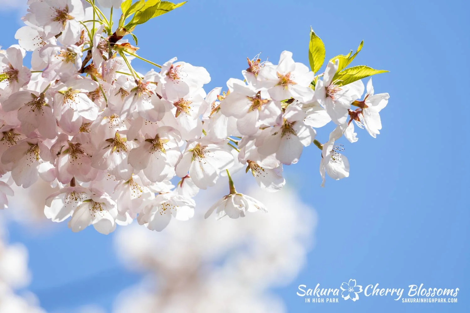 cherry blossom※プロフ確認 様　FANTASTICS Predicting Blooms | Explore Blooms - Plan Your Visit — Sakura in